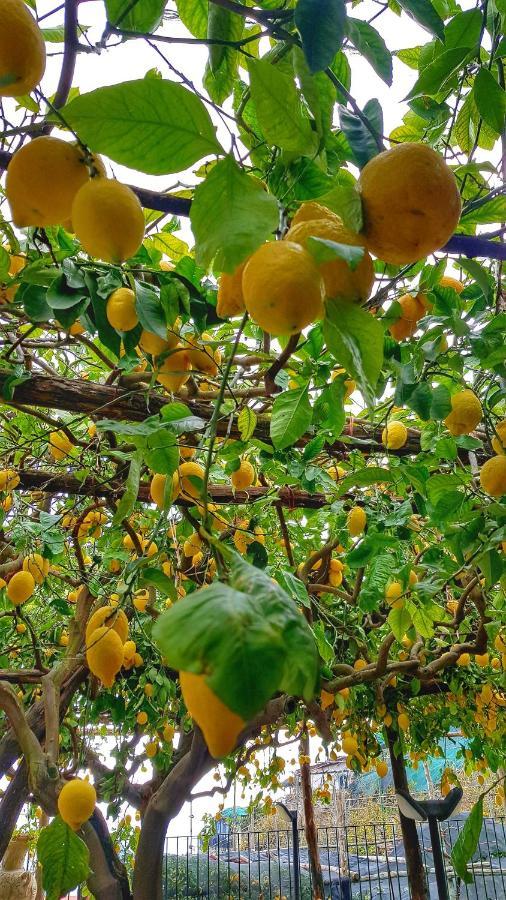 Il Limoneto Di Lulu, Holidays Among The Lemon Trees Villa Minori Exterior photo