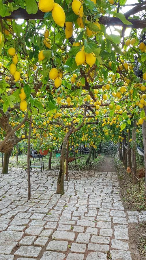 Il Limoneto Di Lulu, Holidays Among The Lemon Trees Villa Minori Exterior photo