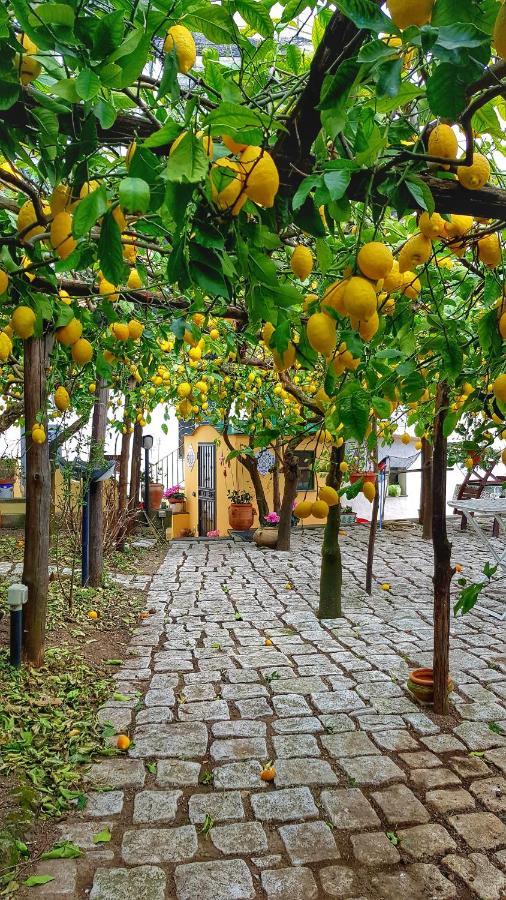 Il Limoneto Di Lulu, Holidays Among The Lemon Trees Villa Minori Exterior photo